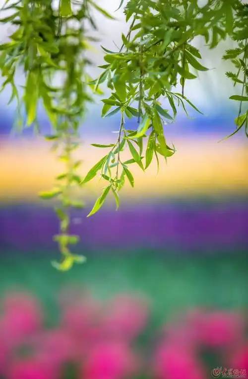 柳叶- 滨州论坛 - 大众论坛