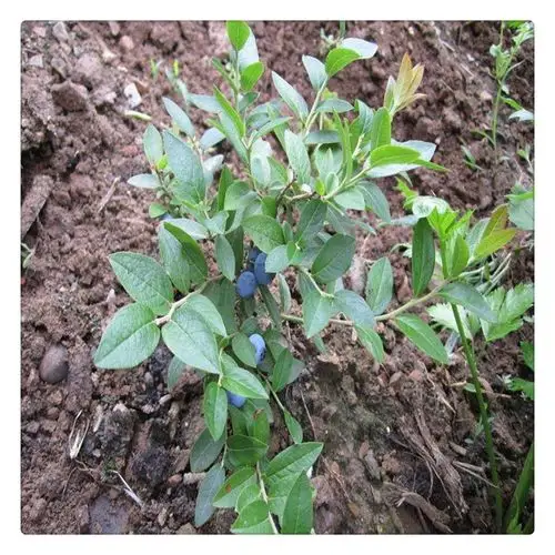 黑珍珠蓝莓树苗 南北方蓝莓苗 盆栽果树苗 品种纯正