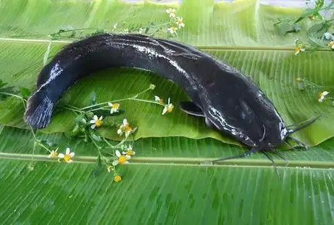 鲶鱼有什么病的人不能吃