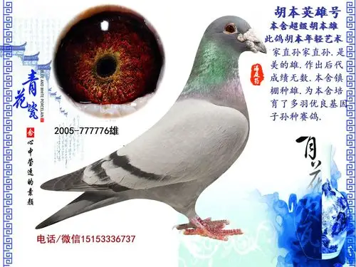 胡本英雄_七喜堂种鸽舍_ag188.com爱鸽商城_中国信鸽信息网