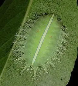 昨天一个两厘米的全身嫩绿色的虫子爬到了手上,我一扒拉,全是绿色的汁