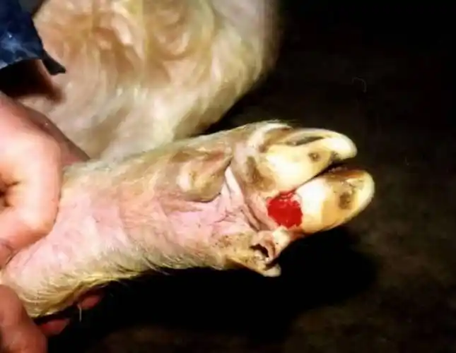 秋季是牛口蹄疫的高发时期!养殖户该如何预防