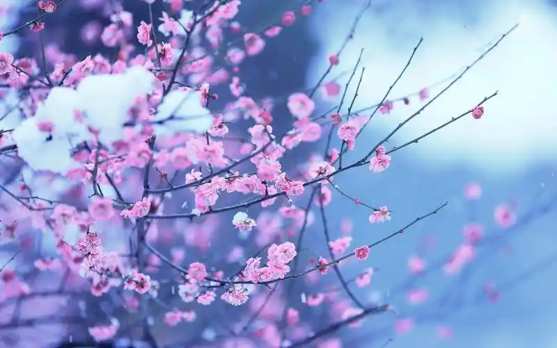 壁纸 花 桌面 1920_1200