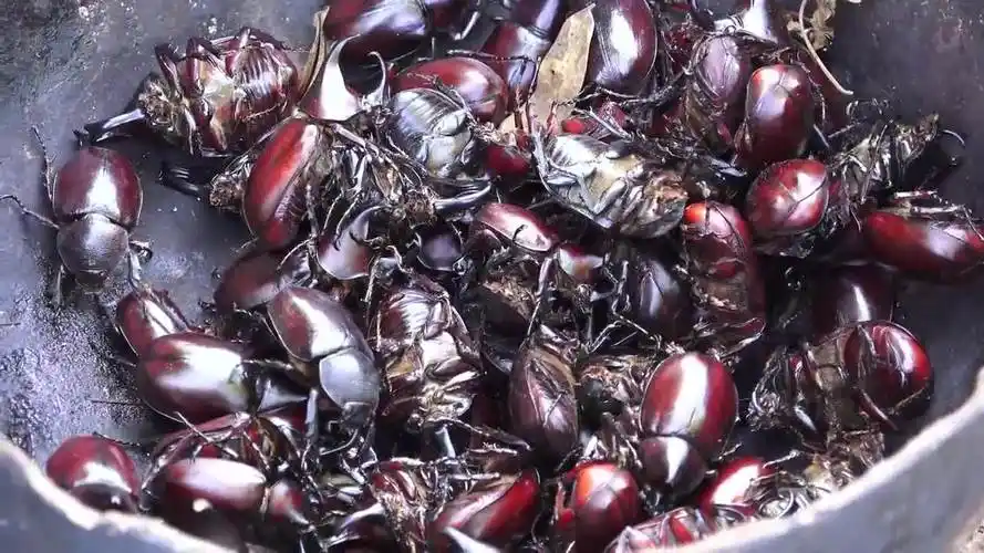 有吃过甲壳虫的么?是像这样嘎嘣脆么?