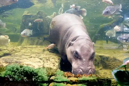 在动物园里躺在水里的河马照片