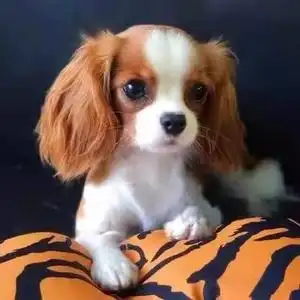 英国查理王小猎犬小型犬幼犬骑士犬小王子纯种宠物狗狗