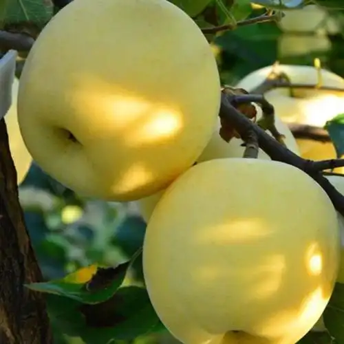 黄金维纳斯--苹果树系列--山东优秀桃树苗批发|新品种桃树苗供应商