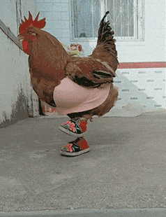 公鸡搞笑滑稽可爱gif动图_动态图_表情包下载_soogif