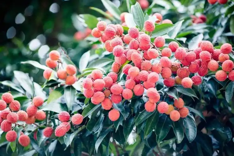 "七朵金花",在廉江特色产业悠然盛开!