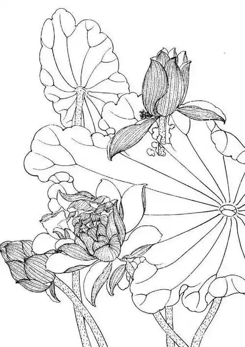 荷花【白描】