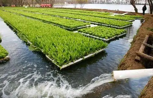 蔬菜棚屋建在水面上,一方面可以降温,延长蔬菜的一年之中的种植时长