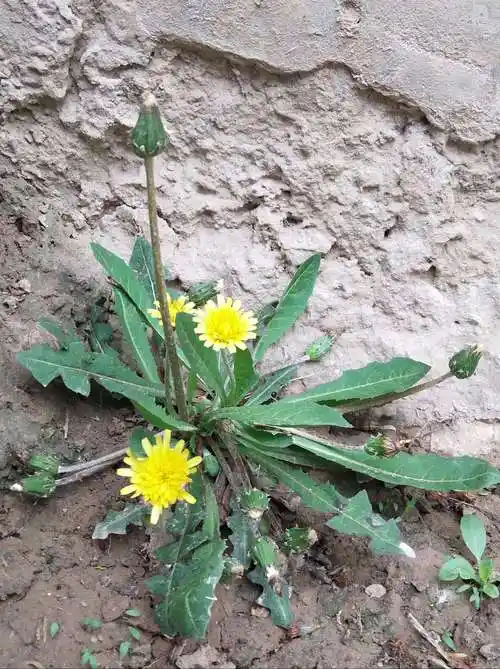 城关镇东关小学,停课不停学!四年级美术《蒲公英》 - 美篇