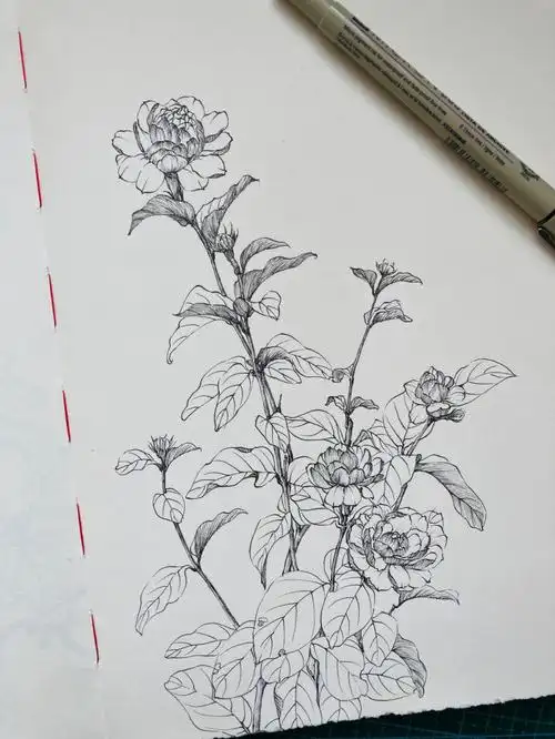 针管笔脱稿手绘茉莉花