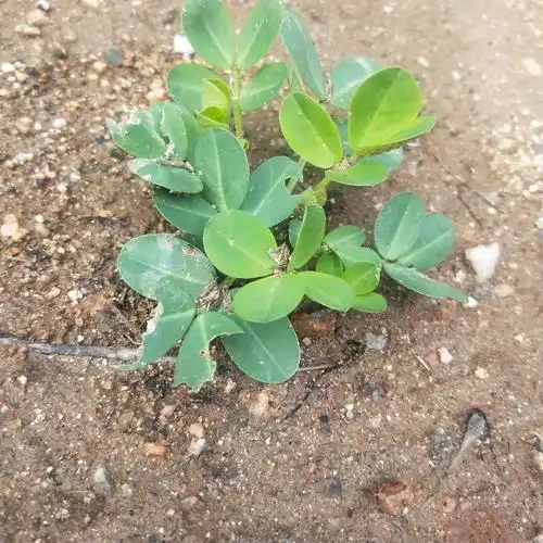 花生种子全部发芽,小苗长势很好.
