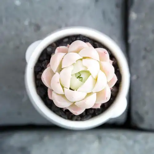 月影多肉心语馨苑白月影阿尔巴精品植物小盆盆栽多肉植物