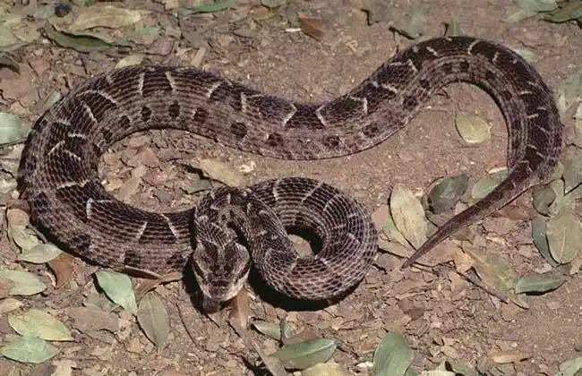 乌苏里蝮蛇俗名土球子,草上飞,七寸子等,属蝰蛇科蝮蛇亚科蝮蛇属蛇