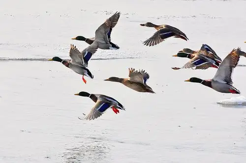 飞翔的野鸭(2019.12.27拍摄)