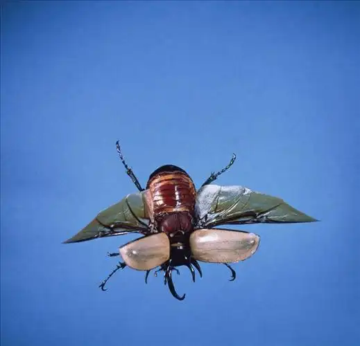 甲虫,飞,东南亚
