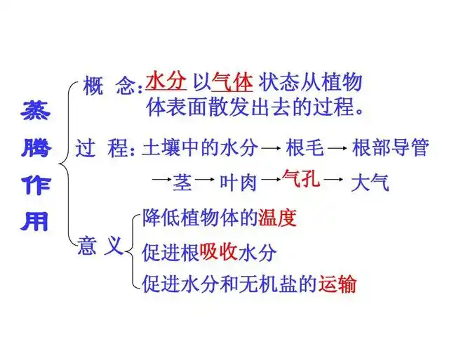 绿色植物,光合,呼吸,蒸腾作用习题及知识点梳理答案ppt