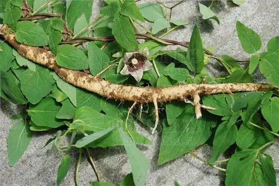 党参苗怎么种党参苗栽培技术