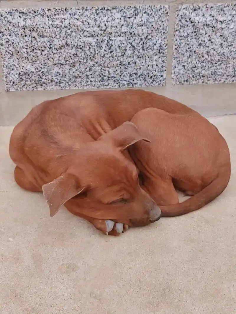 民间传说:黑狗辟邪,白狗挡煞,红犬招财,虎斑旺宅!# - 抖音