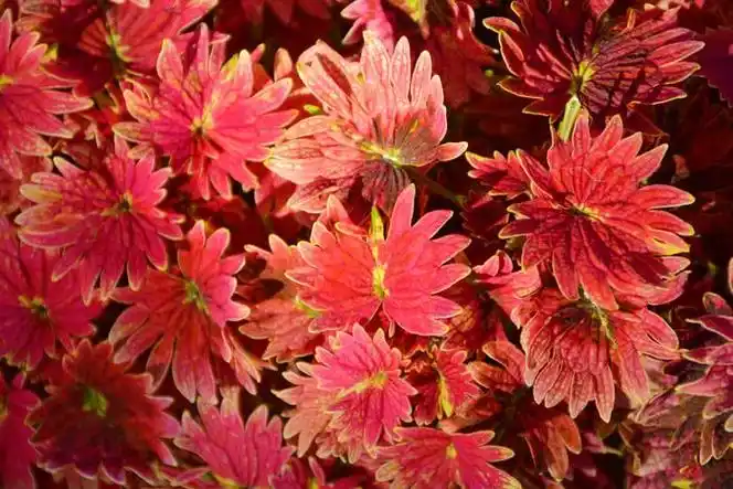 红色彩叶草五彩草,原创拍摄|彩叶草|红色|原创_新浪新闻