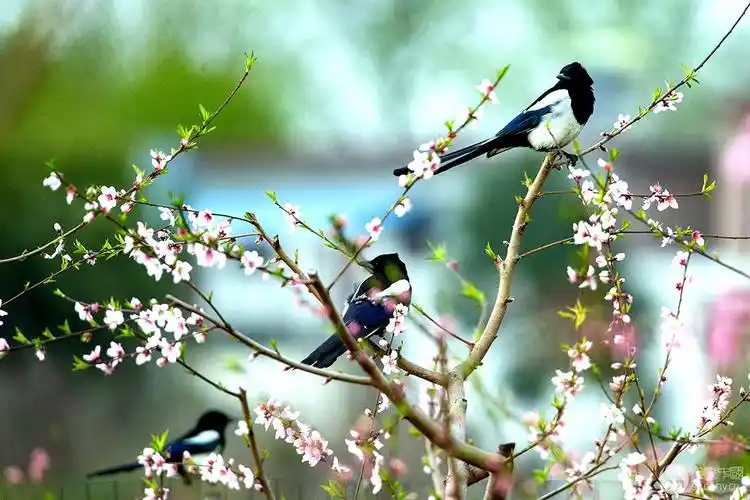 桃花盛开喜鹊来