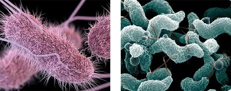 salmonella bacteria (left), campylobacter bacteria (right)