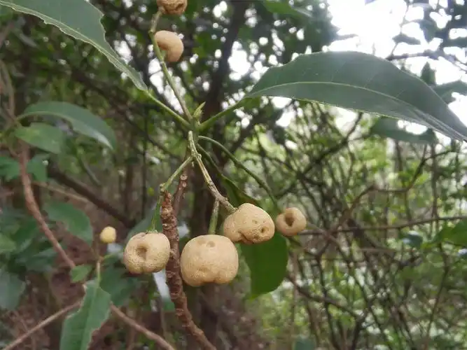 中山:山油柑迎来挂果期