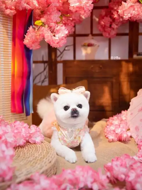 星崽樱花树下的格格