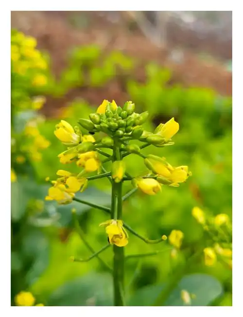 朴实无华青菜花