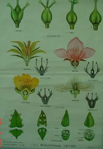 三十八雄蕊的类型和起源,子房与花位