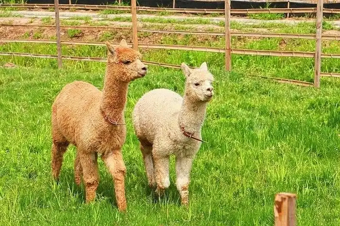 好消息!长春观小动物乐园24号试运营溜娃走起