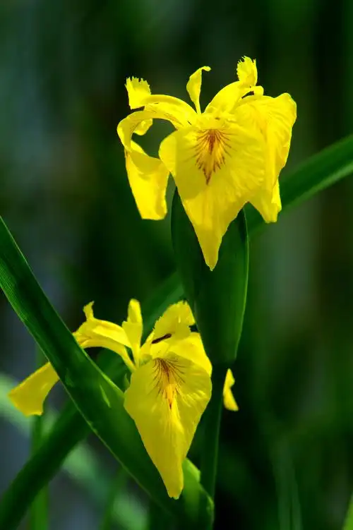 【黄花鸢尾】