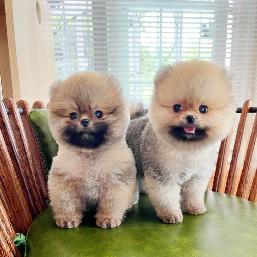 纯种博美幼犬茶杯长不大俊介小型犬活体宠物狗网红狗狗 星耀宠物