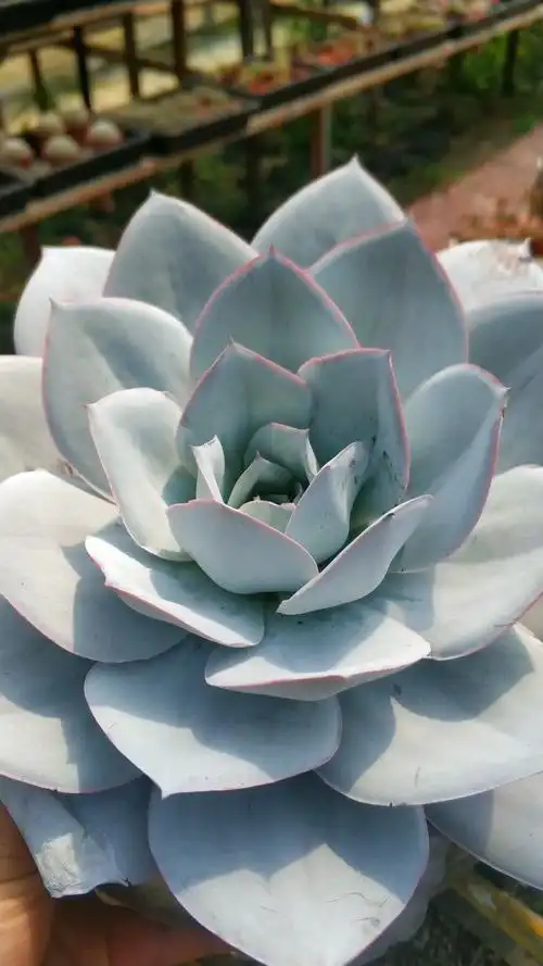 多肉三仙之一   广寒宫