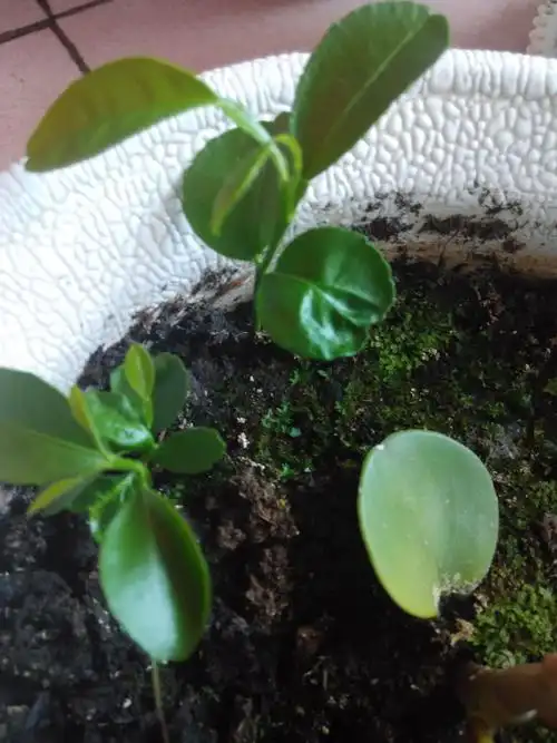 这是柠檬的幼苗吗