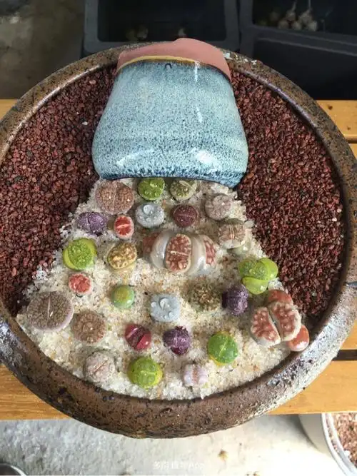 生石花拼盘作品,欢迎指点交流