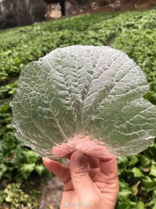 这种的天气下,叶子可能会有新造型——冰叶,冰片附着在树叶表面,轻轻