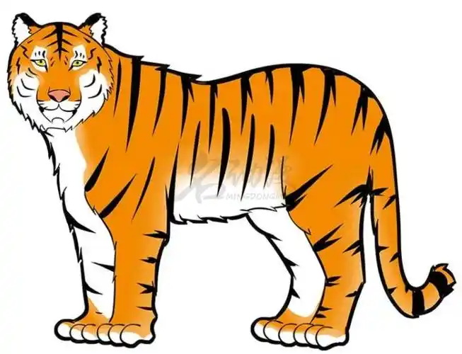 初学者画老虎步骤图