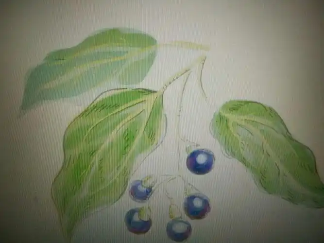 展开全部 樟树,樟树叶的主叶脉就是三出