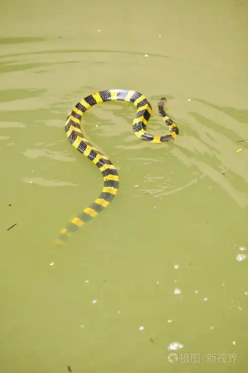 带状的金环蛇
