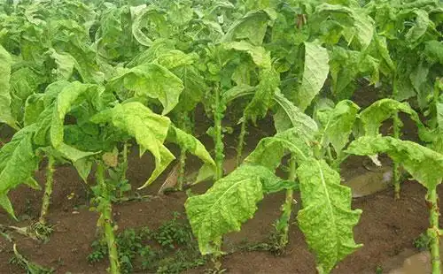烟草青枯病特效药有哪些用什么药合适