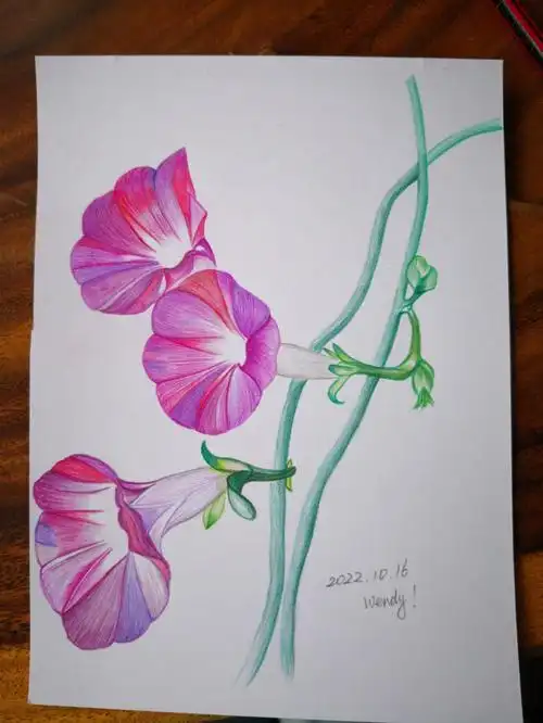 彩铅临摹练习牵牛花