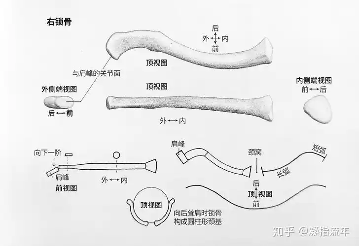 坚持学画:人体结构之骨骼部分——锁骨 - 知乎