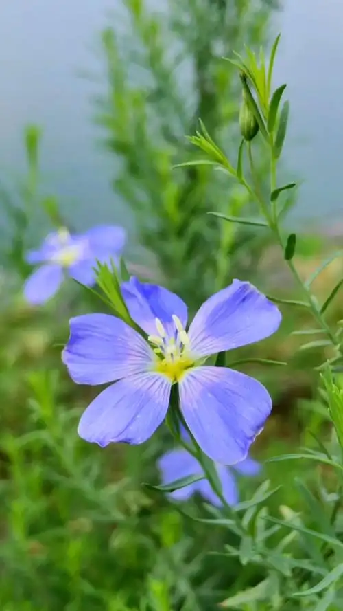 一花一世界～宿根亚麻94
