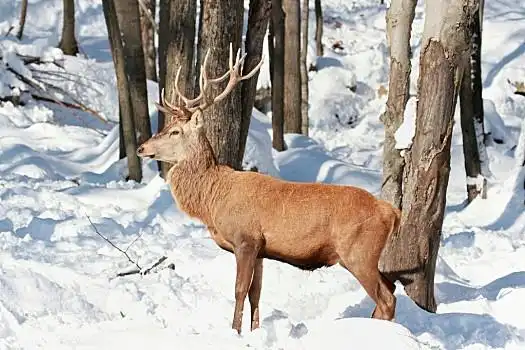 赤鹿,大,鹿角,鹿,爱尔兰雄性,赤鹿,杜鹿,吼叫,红色,鹿,围绕,雌性,树林