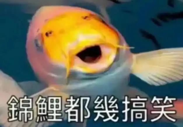 爆火的锦鲤粤语表情包,超级有梗,想笑死人咩哈哈哈哈哈,承包一周的