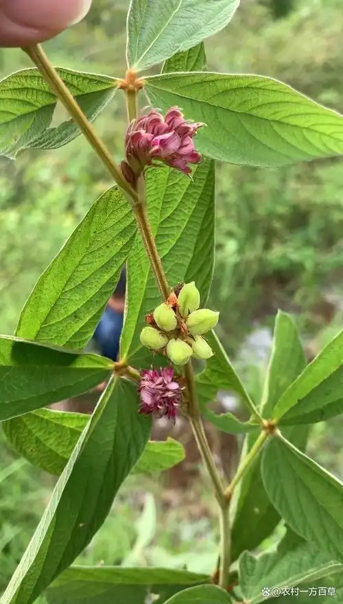 植物千斤拔,也被称为千斤拔,拥有特殊的外形和丰富的应用场景.