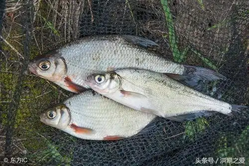 钓大鳊鱼超级有效的方法,希望您会喜欢